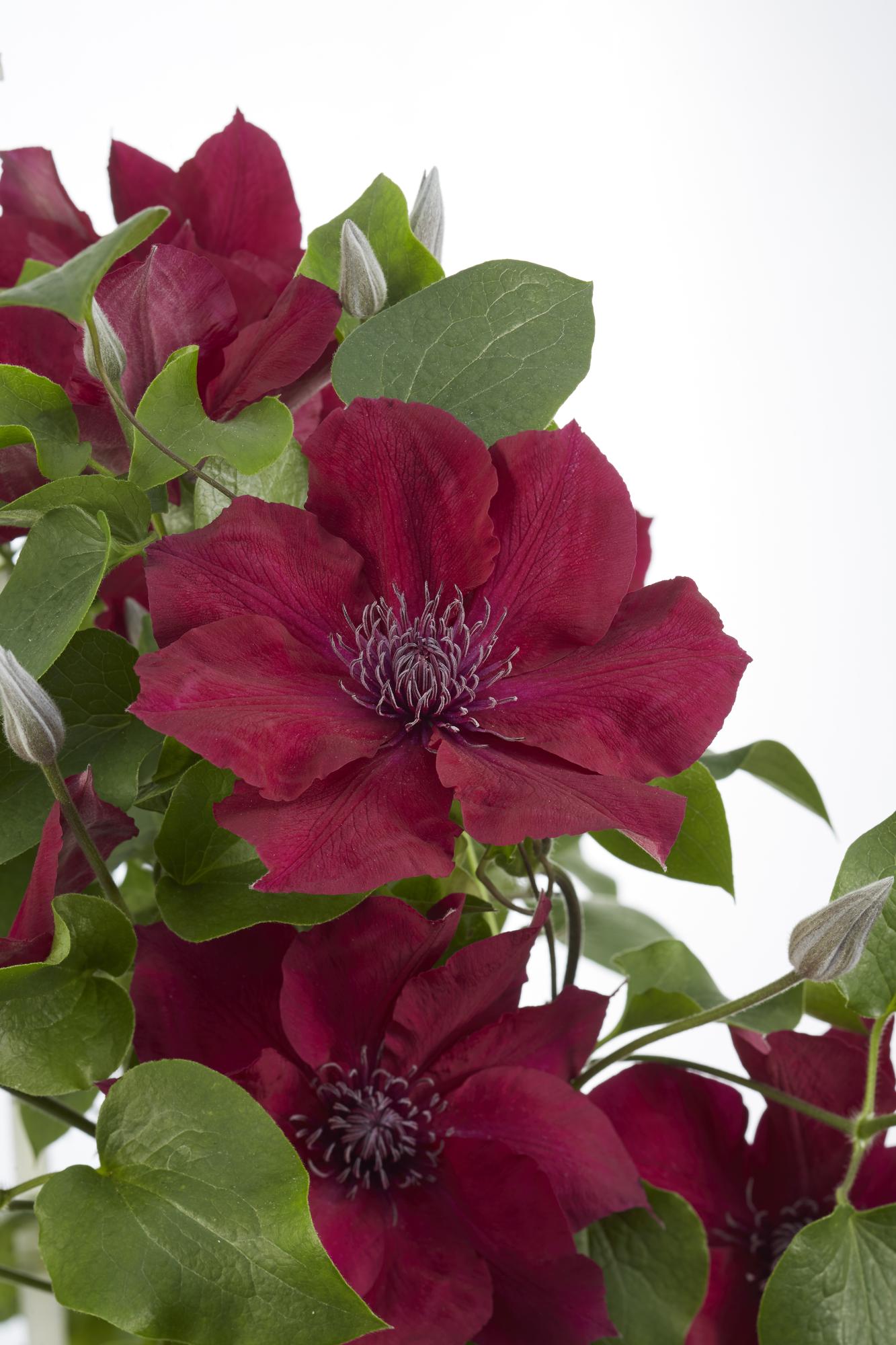 ❤️ Clematis ‘Nubia’ – Clematis Evison Rood