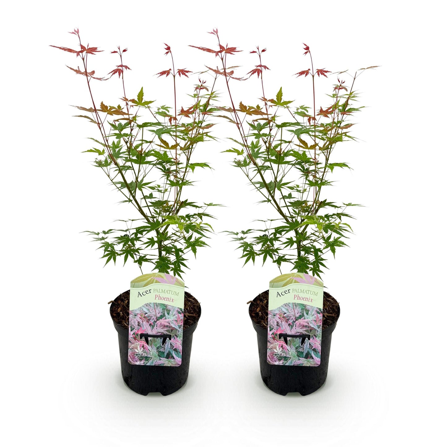🍁 Acer palmatum ‘Phoenix’ – Japanse Esdoorn Roze (2 stuks-XL)