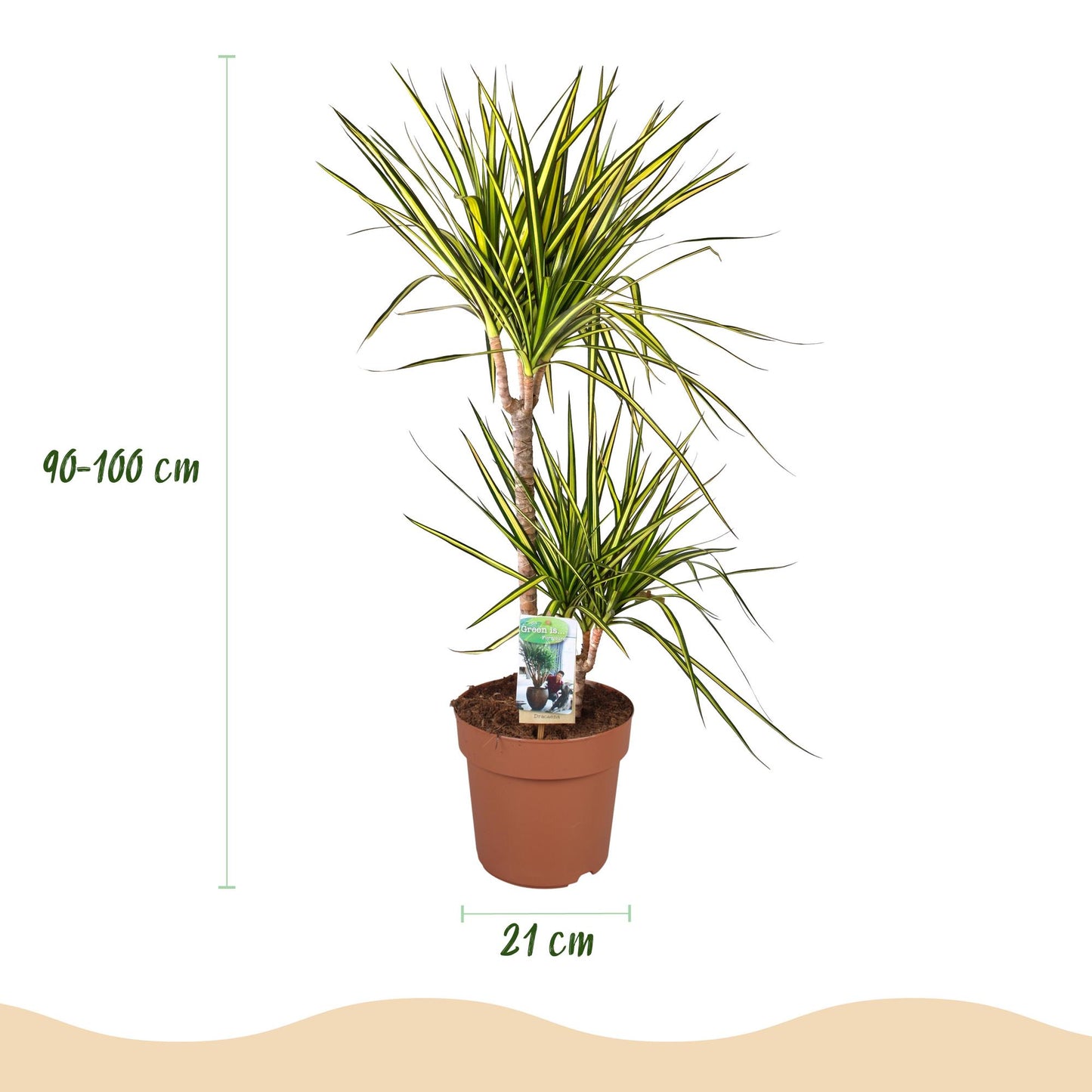 🌿 Dracaena Sunray – Drakenbloedboom met Witte Pot | Sterke Kamerplant