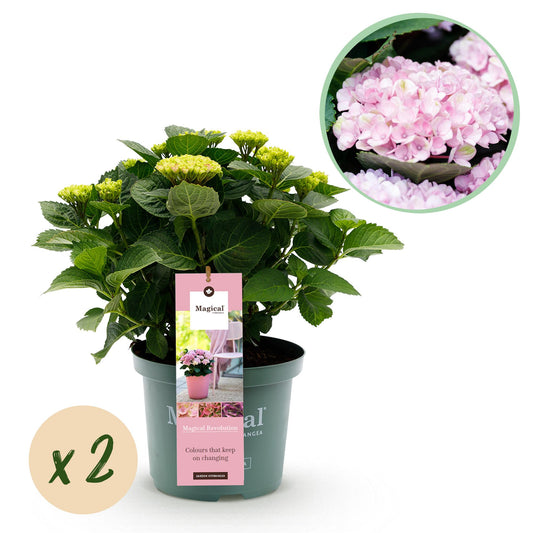 🌸 Hydrangea ‘Magical Revolution Pink’ – Roze Hortensia | (2 stuks)