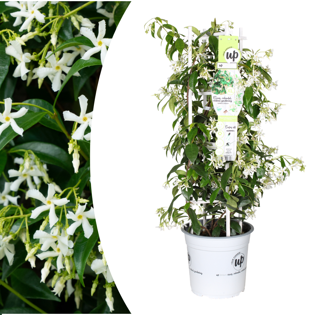 🌸 Trachelospermum jasminoides 'Star of Venice' | Toscaanse Jasmijn