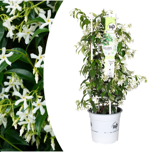 🌸 Trachelospermum jasminoides 'Star of Venice' | Toscaanse Jasmijn