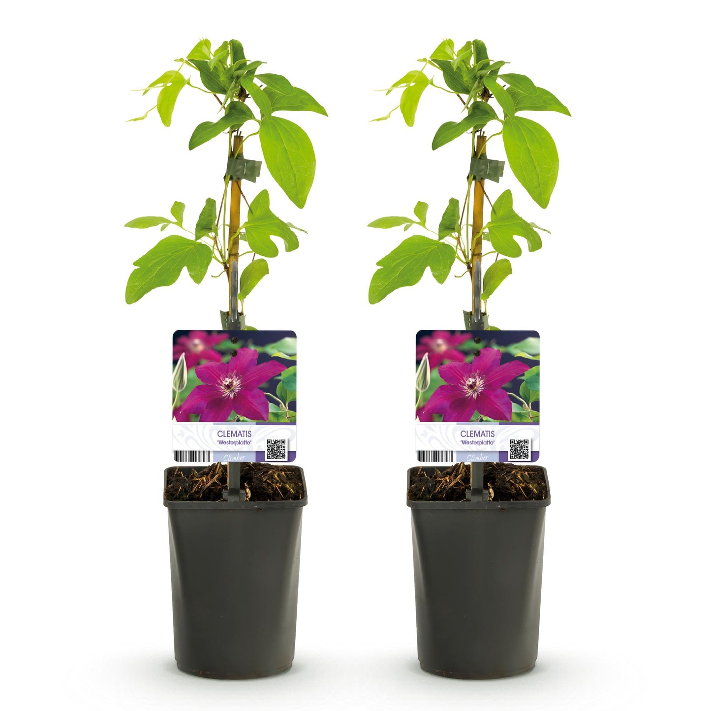 ❤️ Clematis ‘Westerplatte’ – Klimplant (2 Stuks)