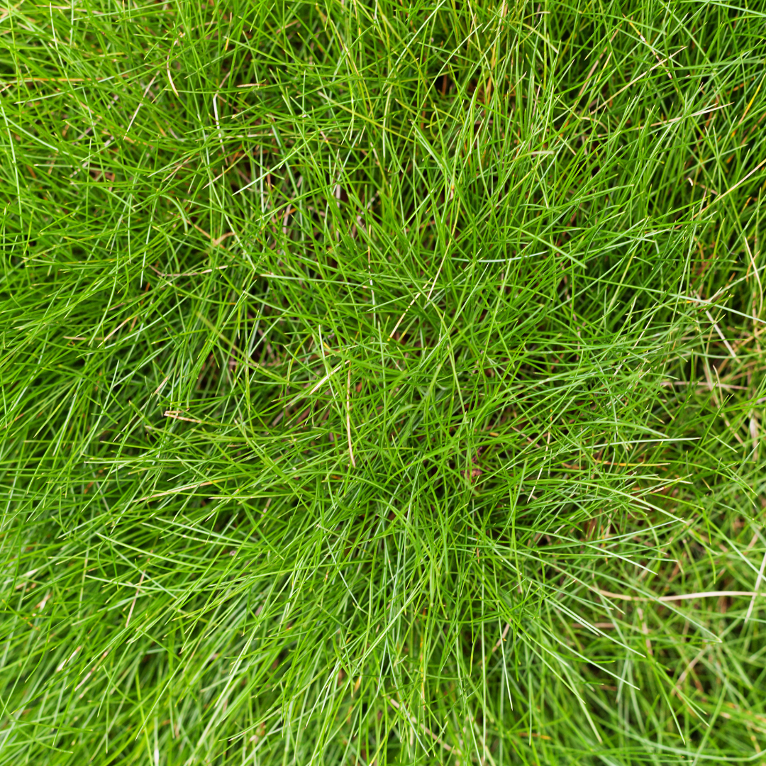 🌾 Festuca gautieri | Zwenkgras (60 Stuks)