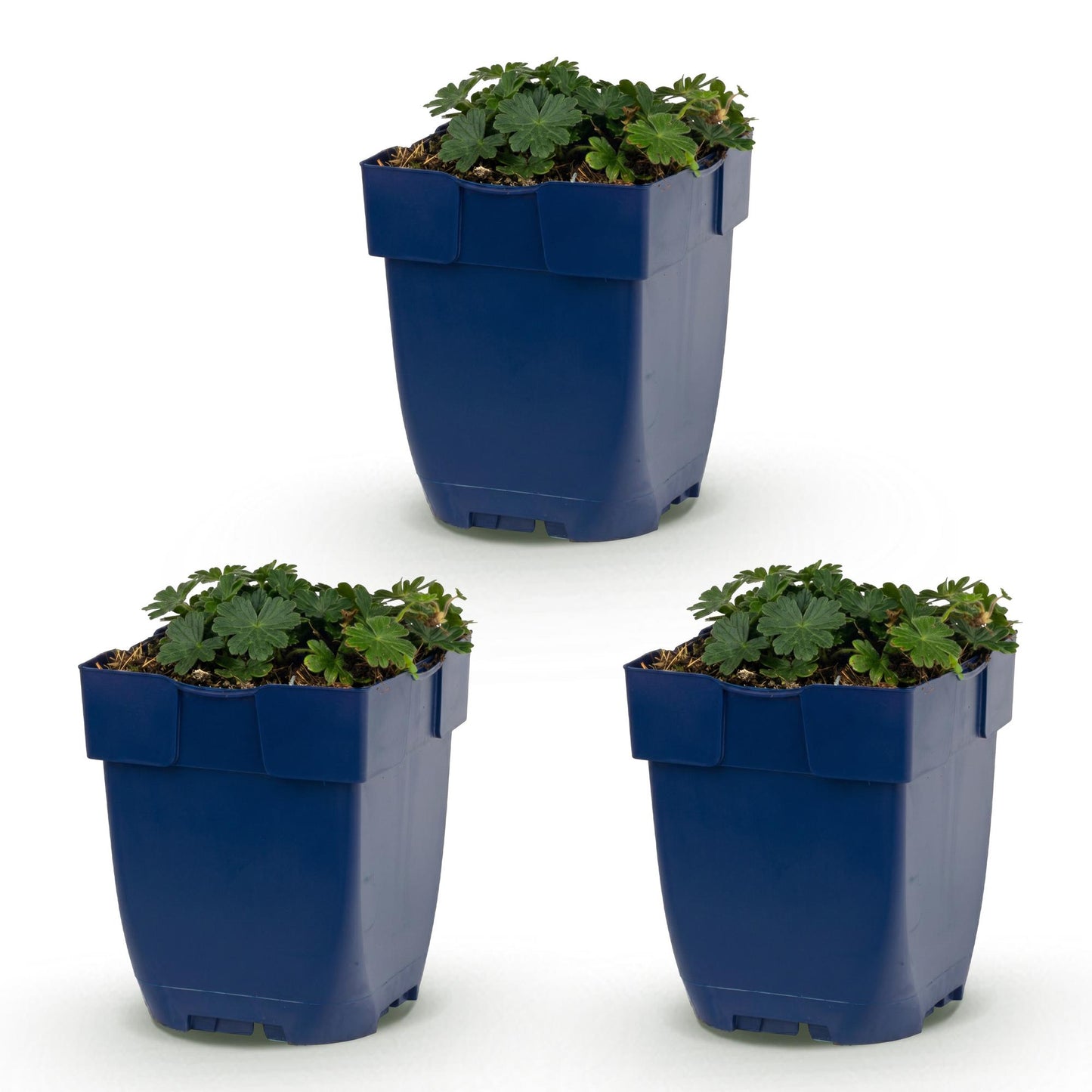 🌿 Geranium sanguineum 'Max Frei' – Ooievaarsbek | 3 stuks