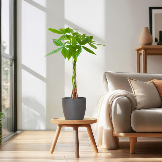 💰 Pachira Aquatica – Geluksboom met Vibers Pot Grijs