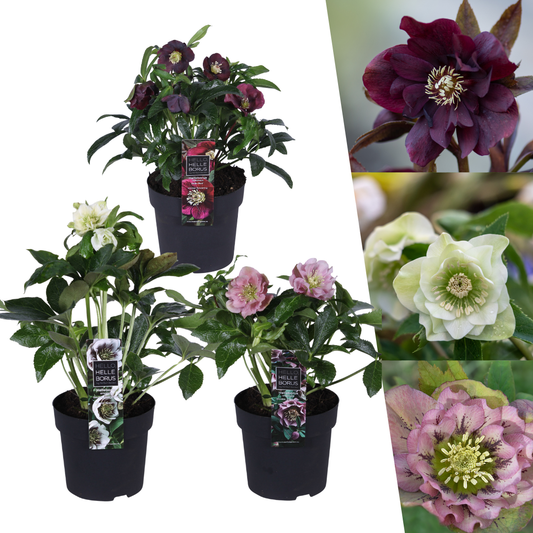 🌸 Helleborus Specials – Winterbloeiers (3 Stuks)