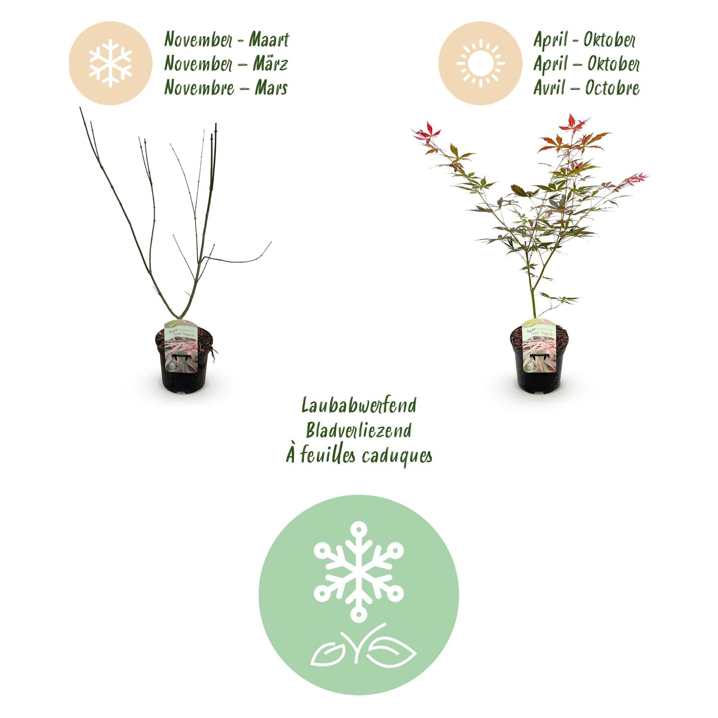 🍁 Acer palmatum ‘Sumi-nagashi’ – Rode Japanse Esdoorn | (2 stuks)