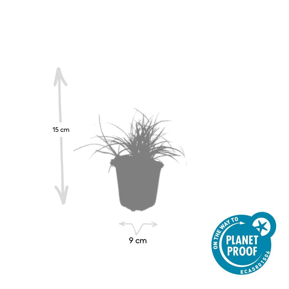 🌿 Luzula nivea – Wintergroene Schaduwbodembedekker (24 stuks)