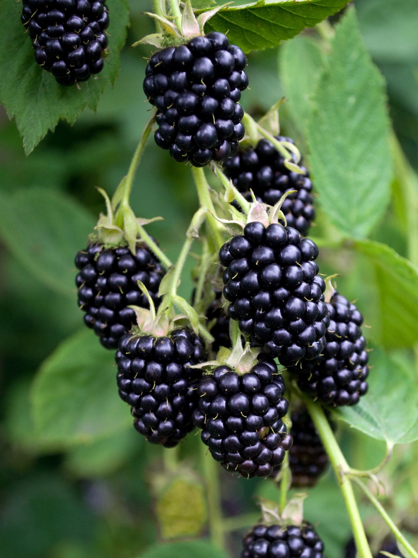 🍇 Rubus fruticosus ‘Black Satin’
