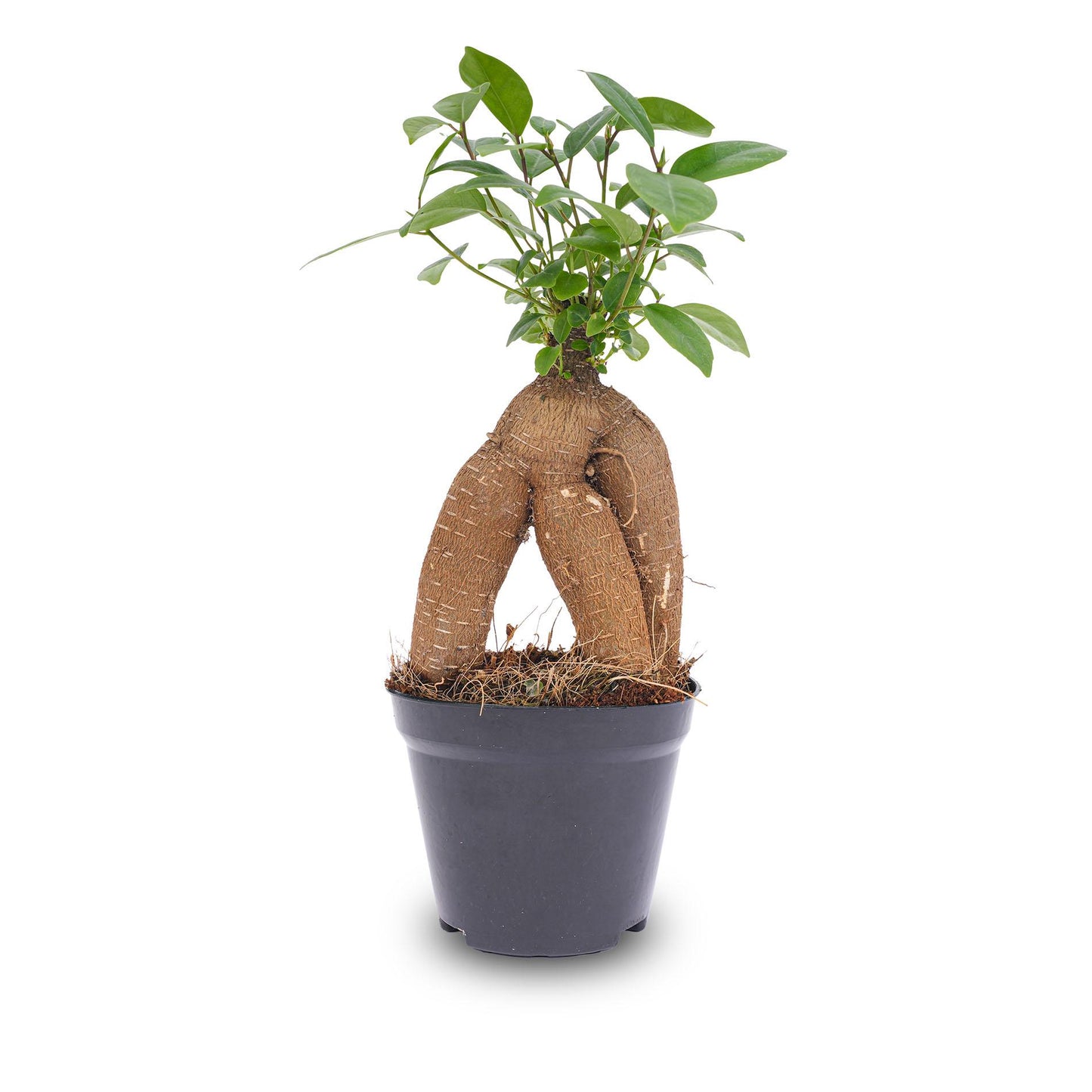 🌿 Ficus Ginseng Bonsai | Mini Bonsai Kamerplant