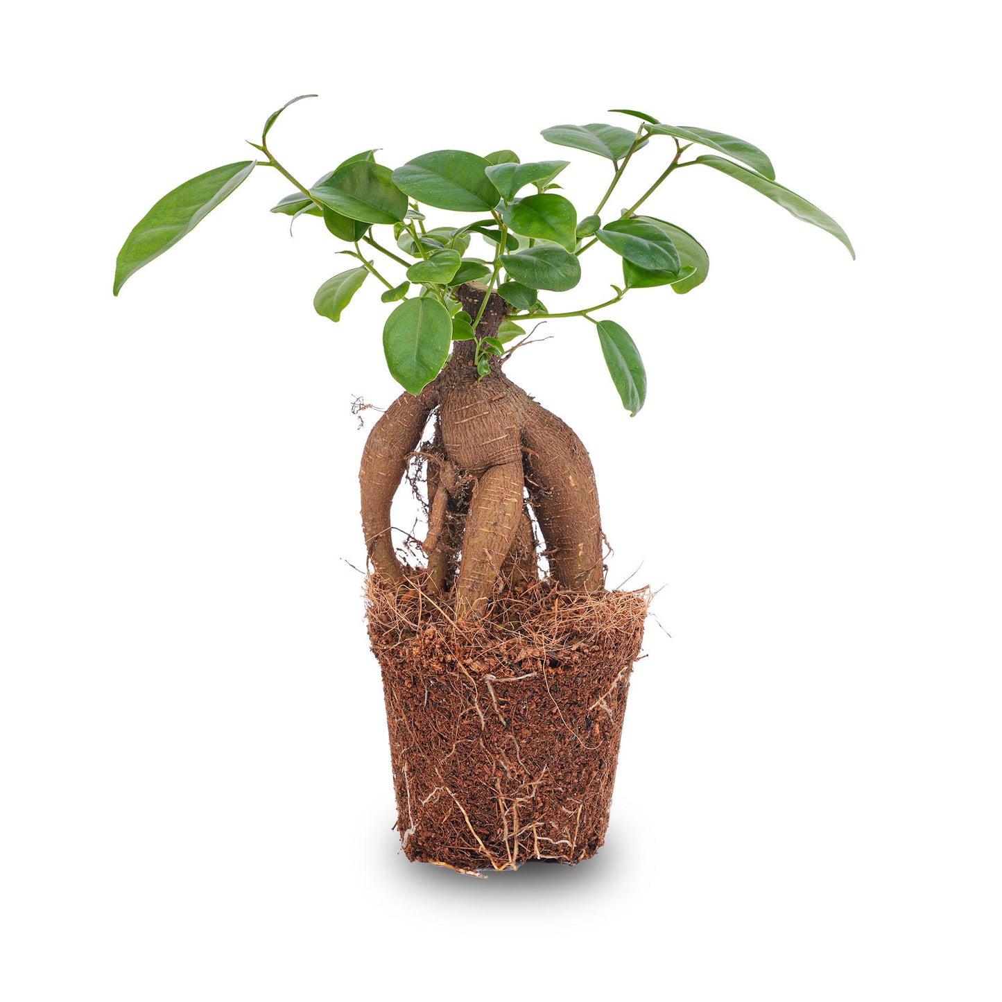 🌿 Ficus Ginseng Bonsai | Mini Bonsai Kamerplant