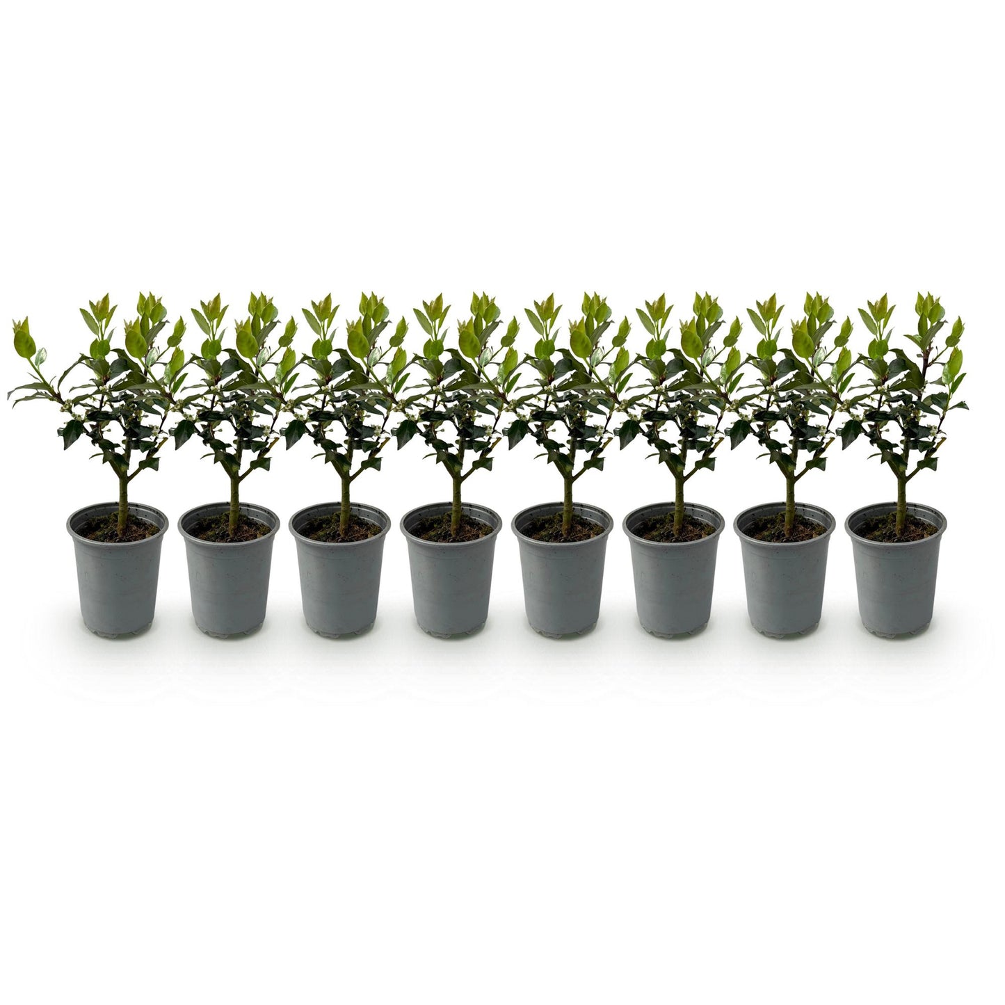 🌿 Ilex Blue Maid | Groenblijvende Haagplant (8 Stuks)