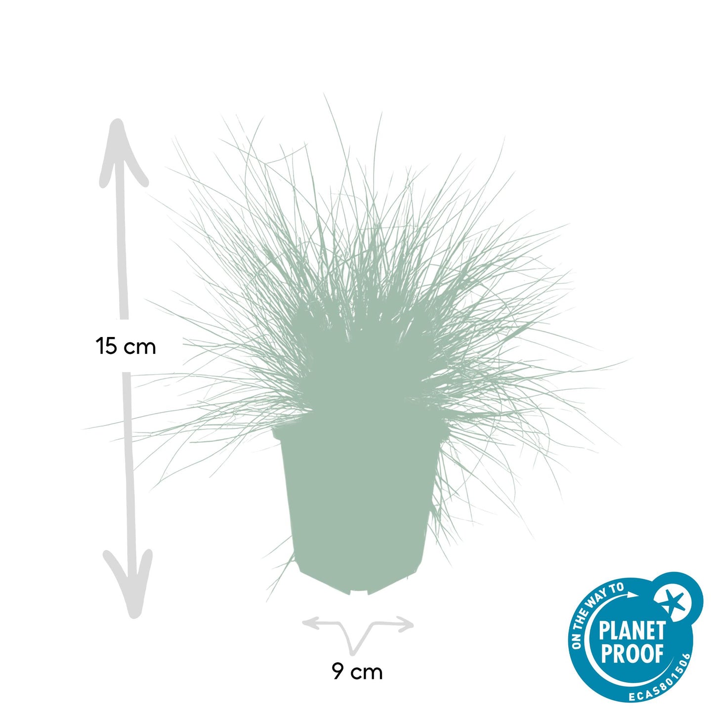 🌾 Festuca glauca ‘Elijah Blue’ | Blauw Siergras (48 Stuks)