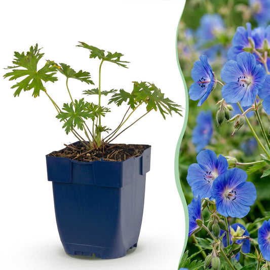 🌿 Geranium 'Johnson's Blue' – Ooievaarsbek | 3 stuks