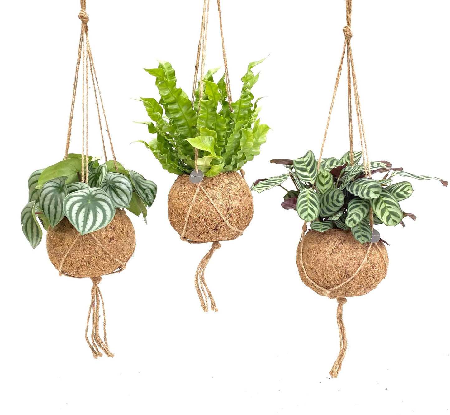 🌿 Kokodama Jungle Mix | Groene Kokodama Set (3 Stuks)