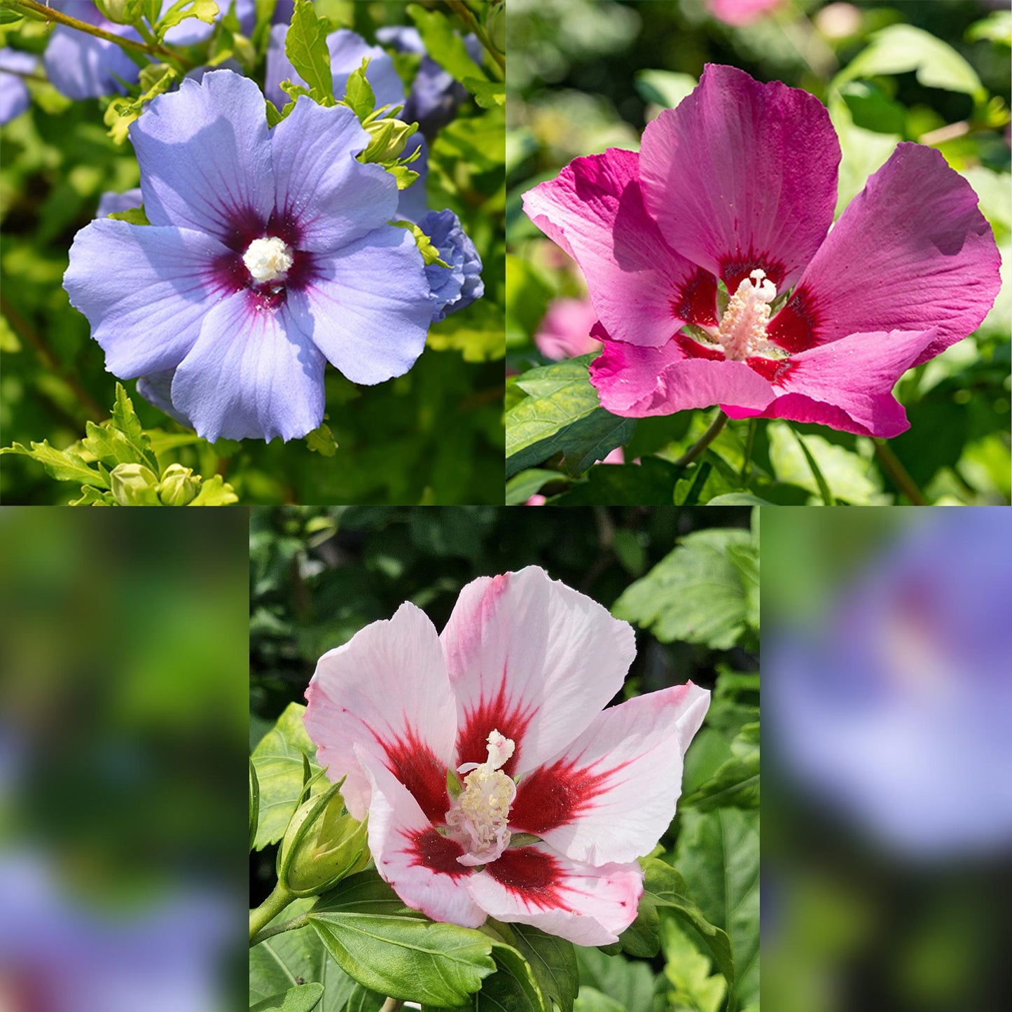 🌸 Hibiscus syriacus ‘Tricolour’ – Hibiscus op Stam
