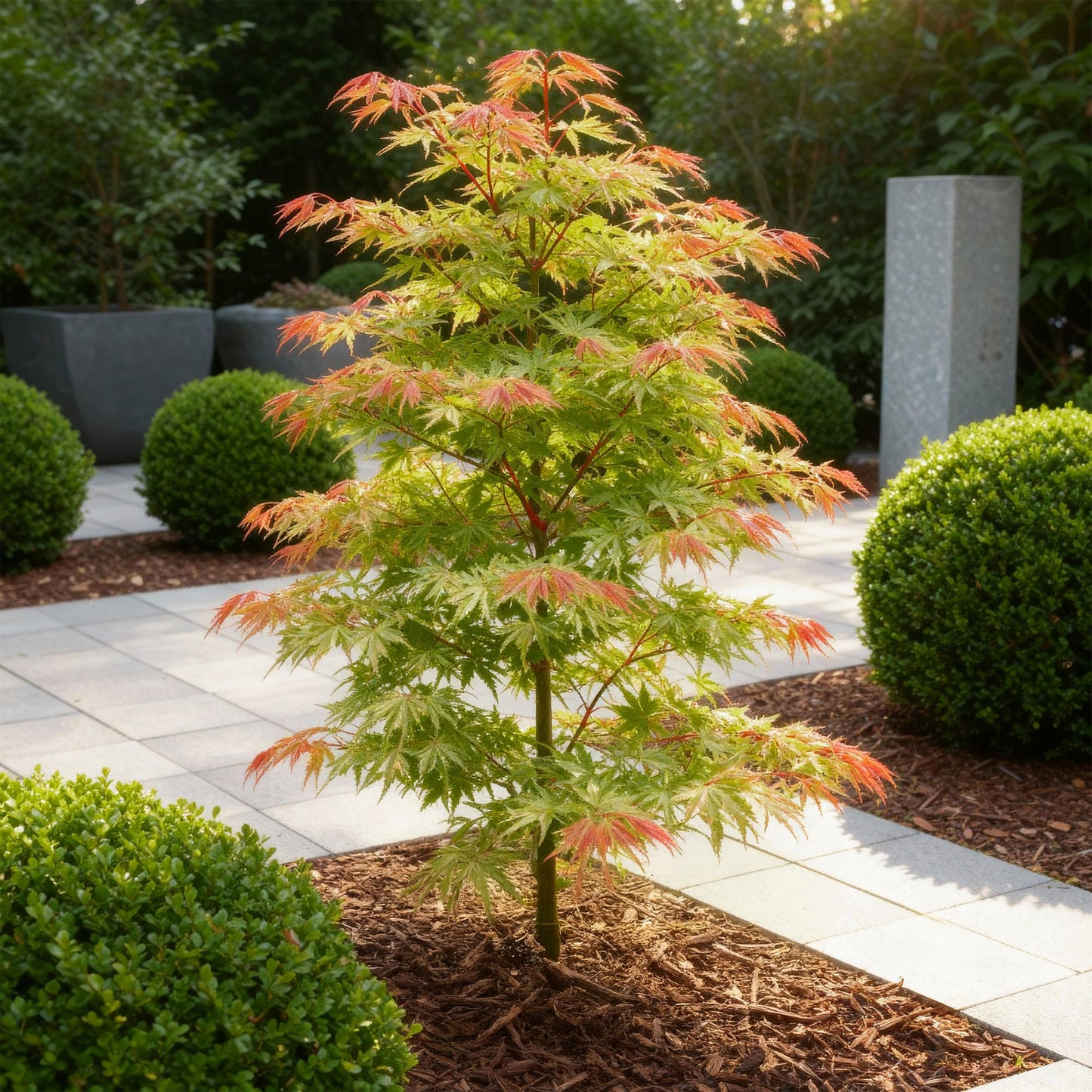 🍁 Acer palmatum ‘Phoenix’ – Japanse Esdoorn Roze (3 stuks)