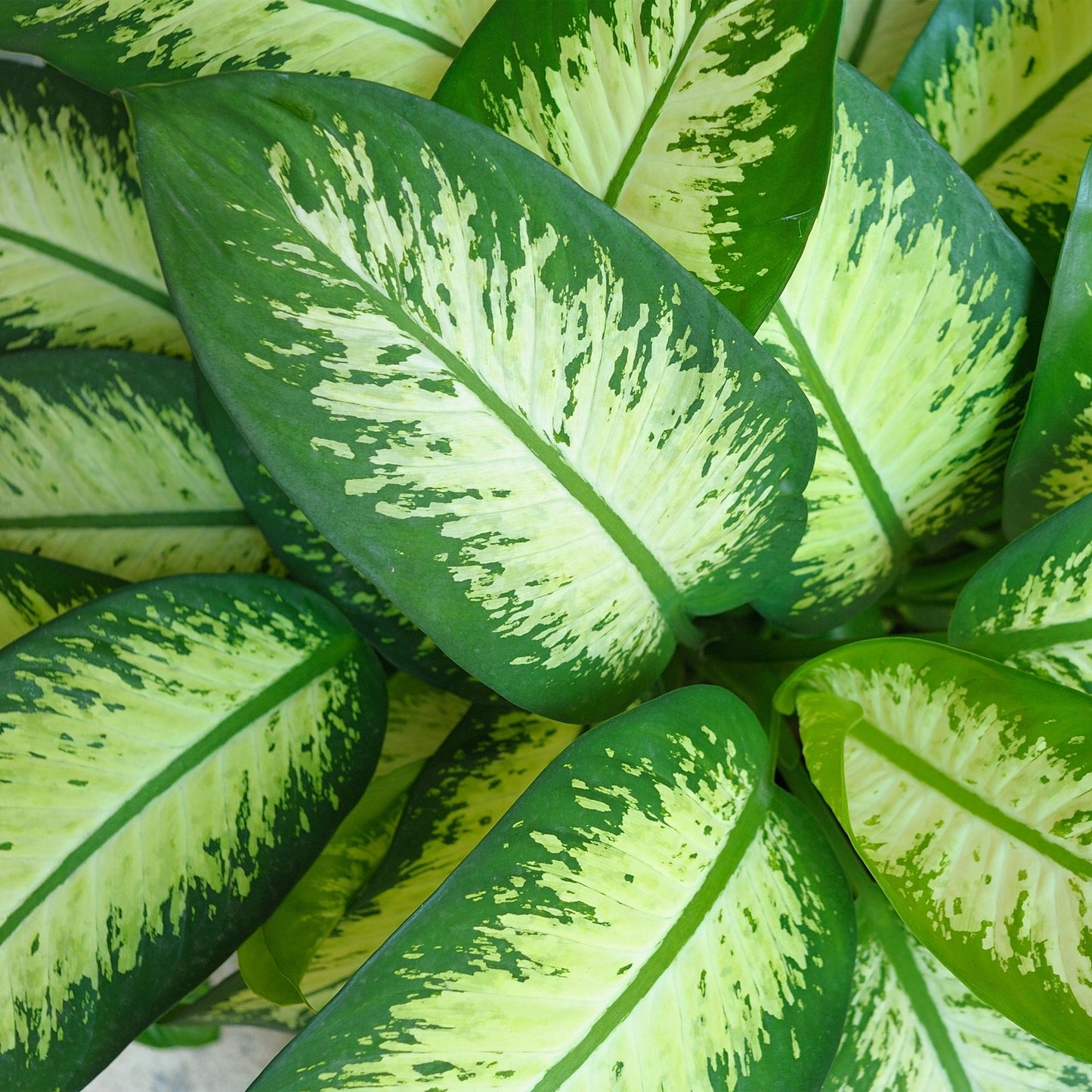 🌿 Dieffenbachia ‘Tropic Snow’ – Sterke Groene Kamerplant