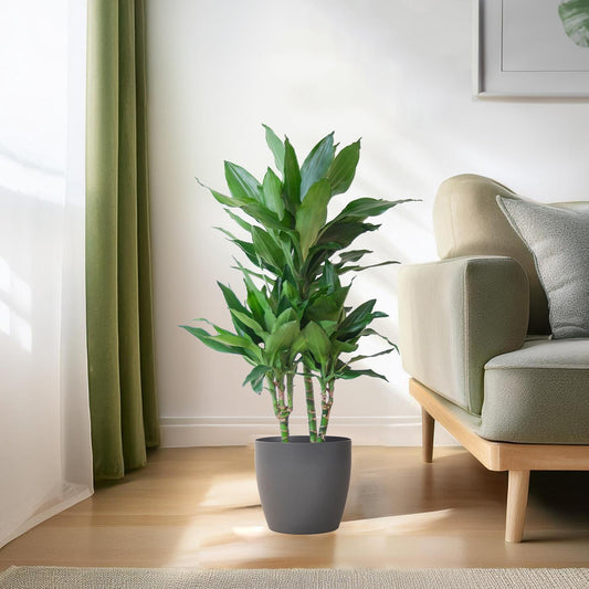 🌿 Dracaena ‘Janet Lindt’ – Groenblijver met Vibers Pot Grijs