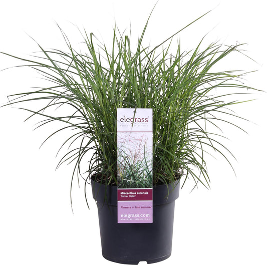 🌾 Miscanthus sinensis ‘Ferner Osten’ – Prachtsiergras met Rode Pluimen