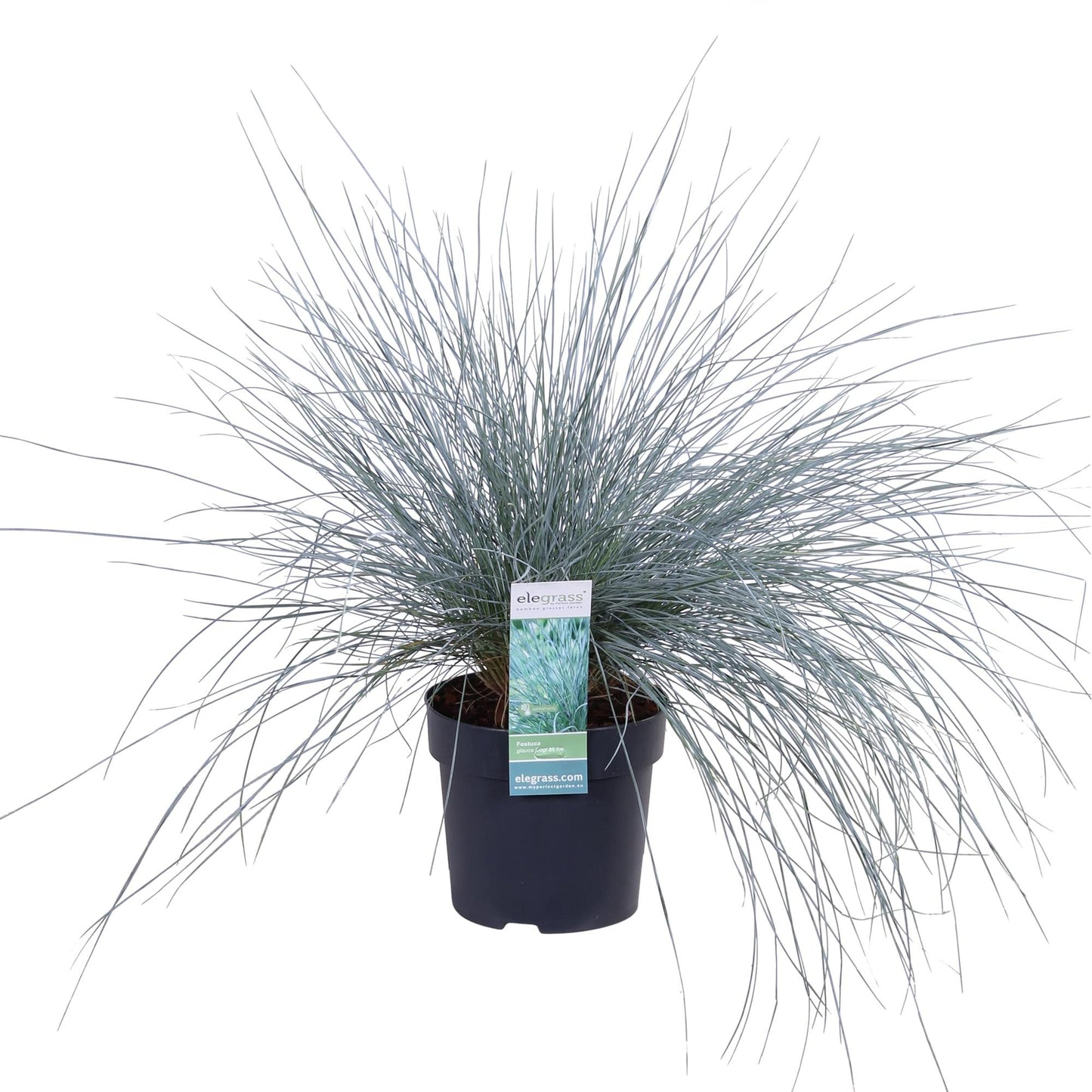 💙 Festuca glauca ‘Azura Blue’ – Blauw Siergras