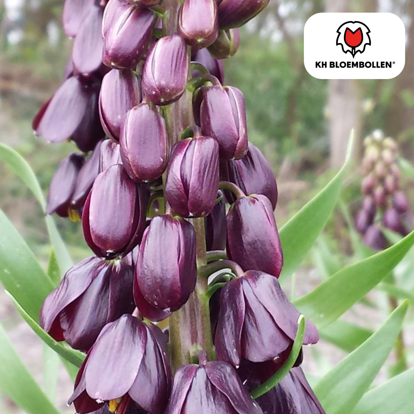 Fritillaria (Keizerskroon) ‘Purple Favorite’ 🌸 | Vorstelijk & Insectenwerend (5 stuks)