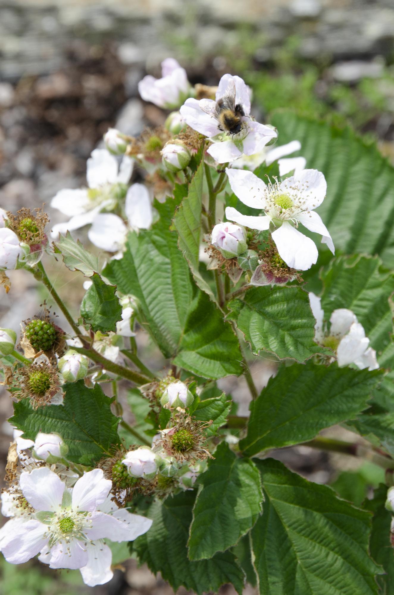 🍇 Rubus fruticosus ‘Black Satin’