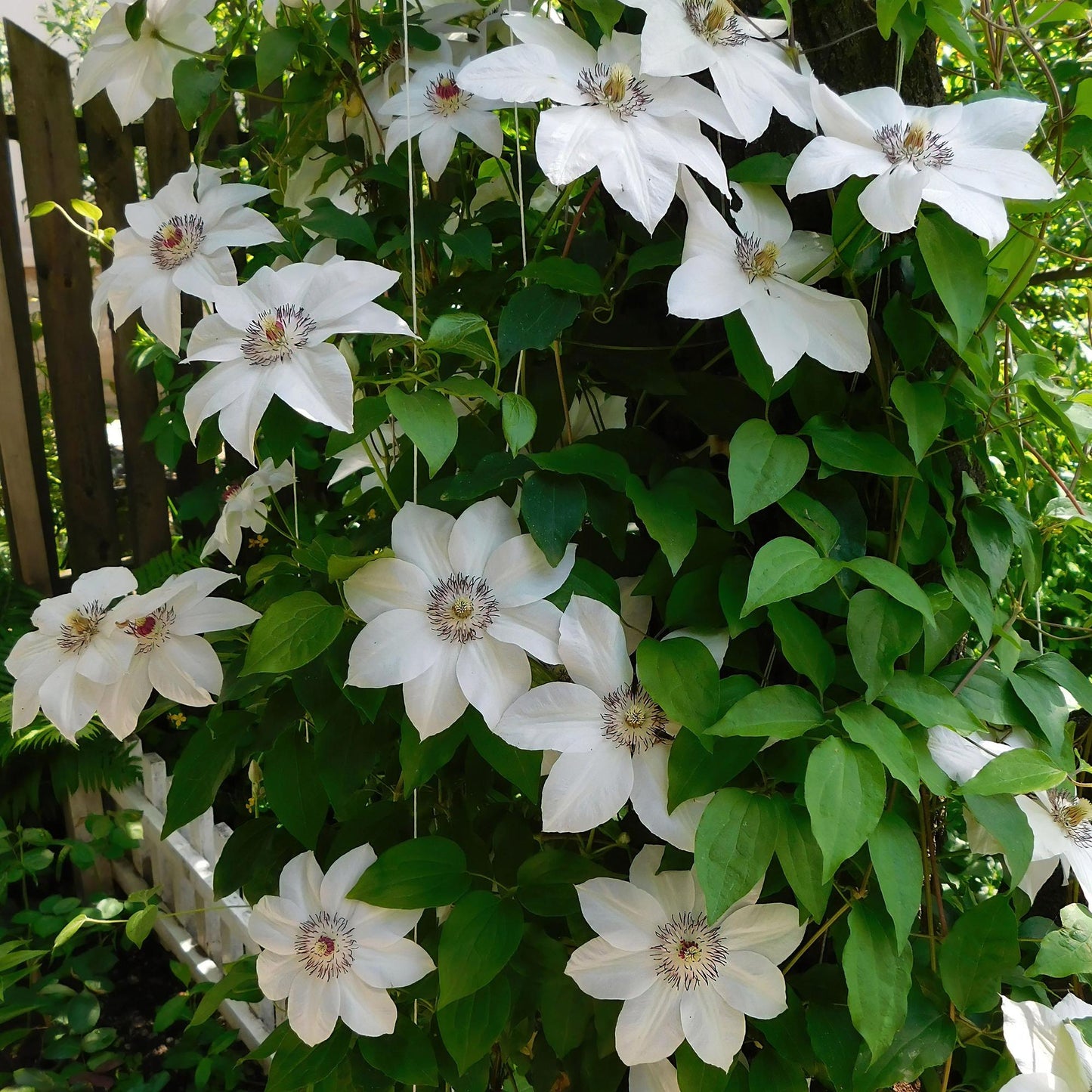 🤍 Clematis ‘Miss Bateman’ – Klimplant (2 Stuks)