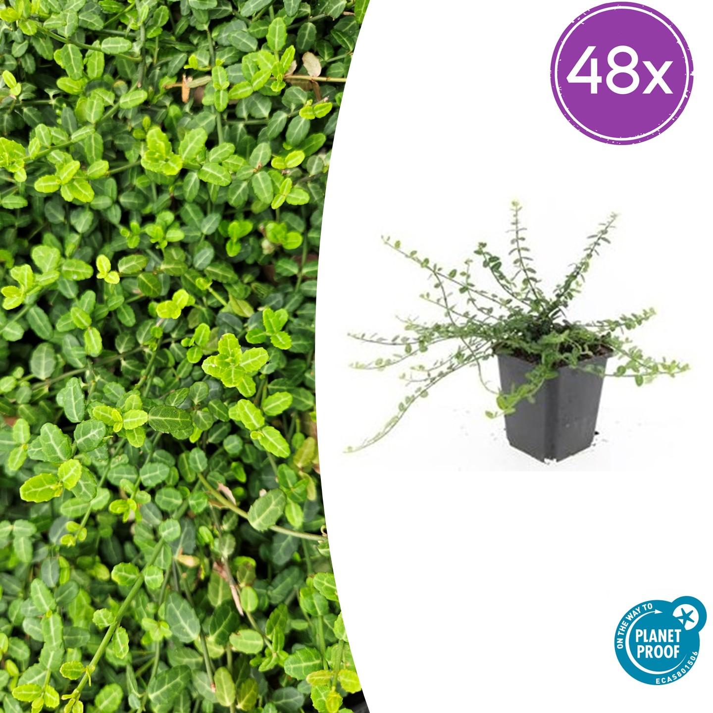 🌿 Euonymus fortunei ‘Minimus’ | Fijne Bodembedekker (48 Stuks)
