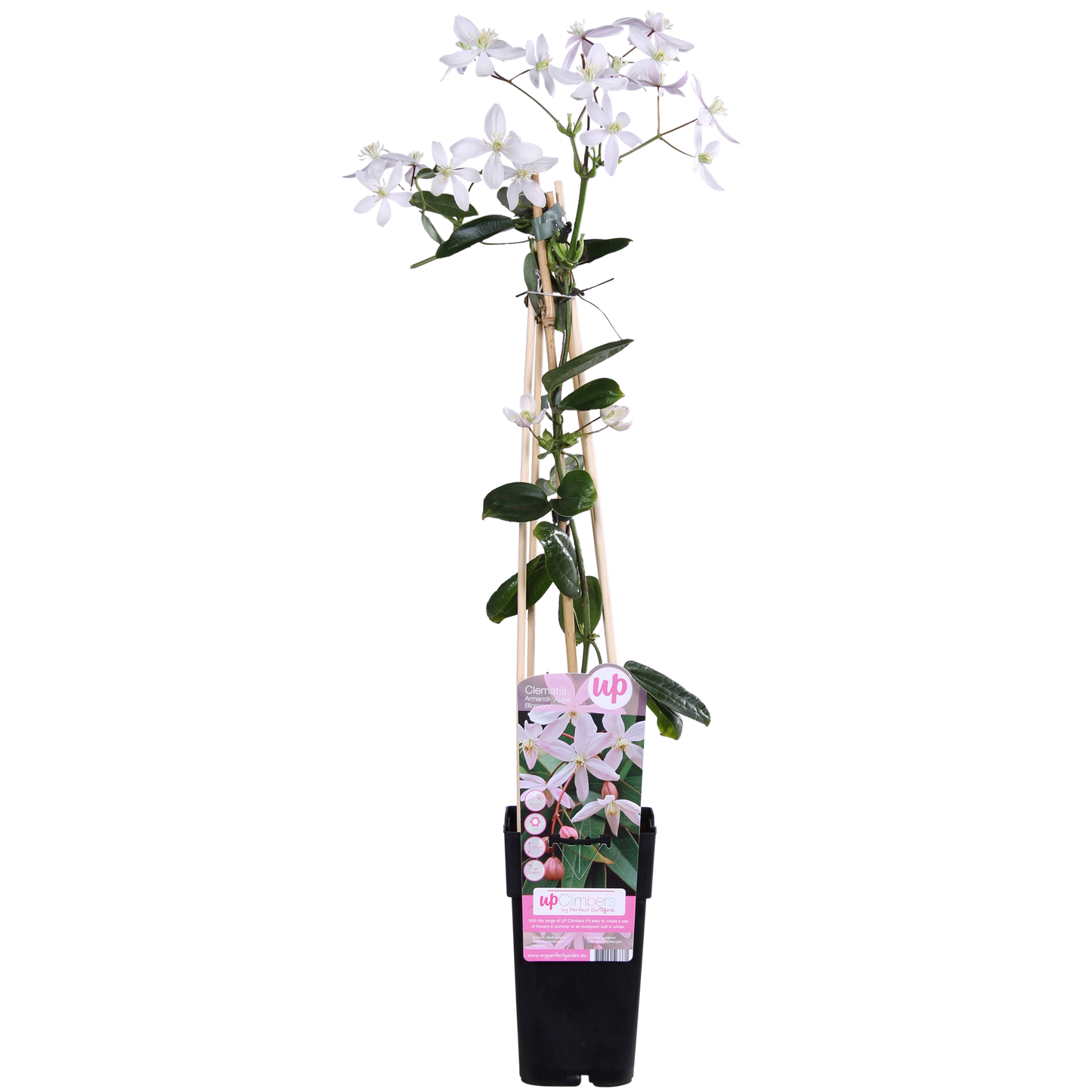 🌸 Clematis armandii ‘Apple Blossom’ – Groenblijvende Klimplant