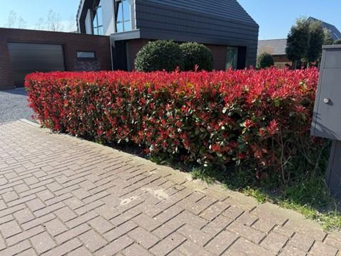 🌿 Photinia fraseri ‘Carré Rouge’ | Haagplant met Rood Blad (8 Stuks)
