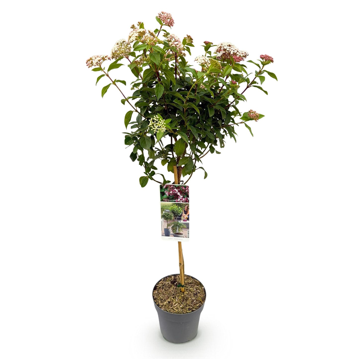 🌸 Viburnum tinus ‘Eve Price’ – Viburnum op Stam