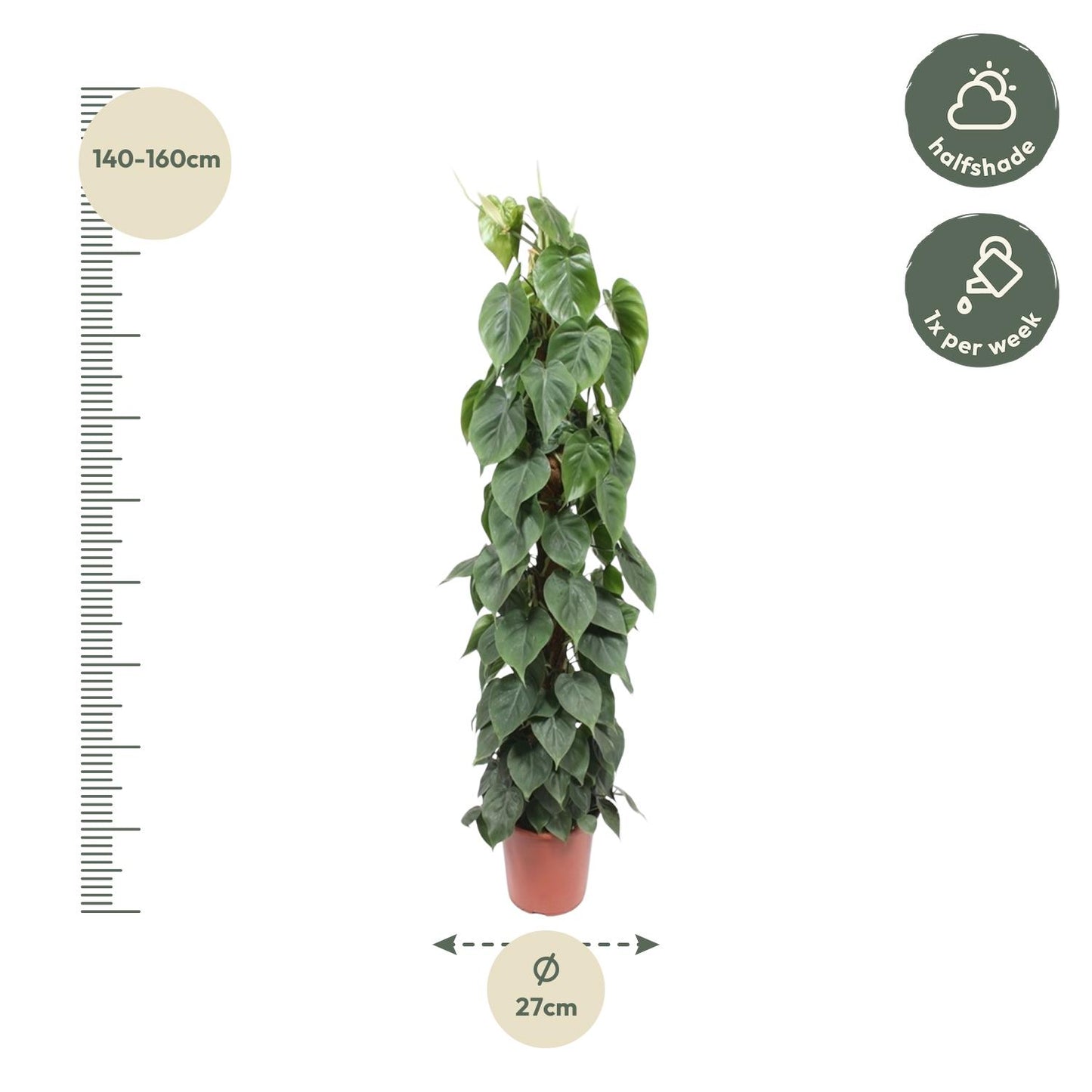 🌿 Philodendron Scandens | Grote Klimplant met Mosstok