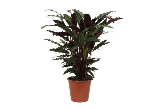 🌿 Calathea Wavestar – Tropische Golfplant