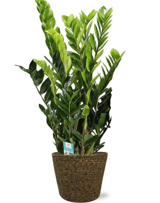🌿 Zamioculcas zamiifolia – ZZ Plant | Makkelijke Kamerplant met Selin Pot