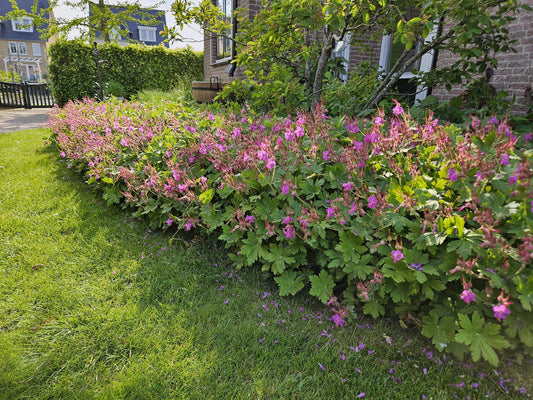 🌿 Geranium macrorrhizum – Winterharde Geurende Bodembedekker (24 stuks)