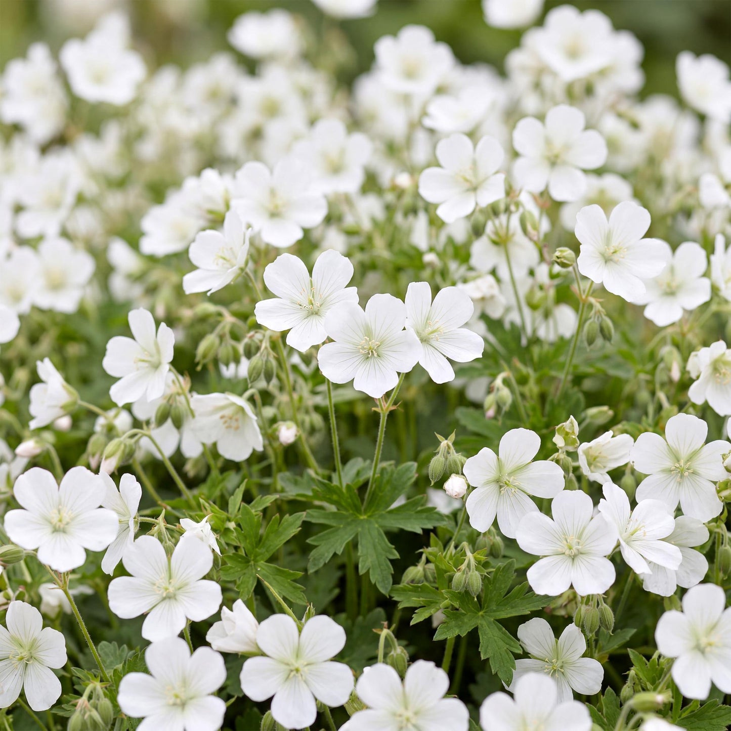 🌿 Geranium sanguineum 'Album' – Witte Ooievaarsbek | 3 stuks