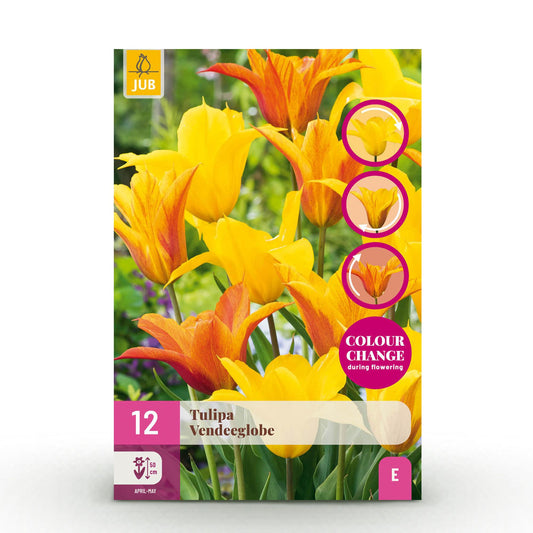 🌷 Tulp ‘Vendeeglobe’ – Geel (12 stuks)