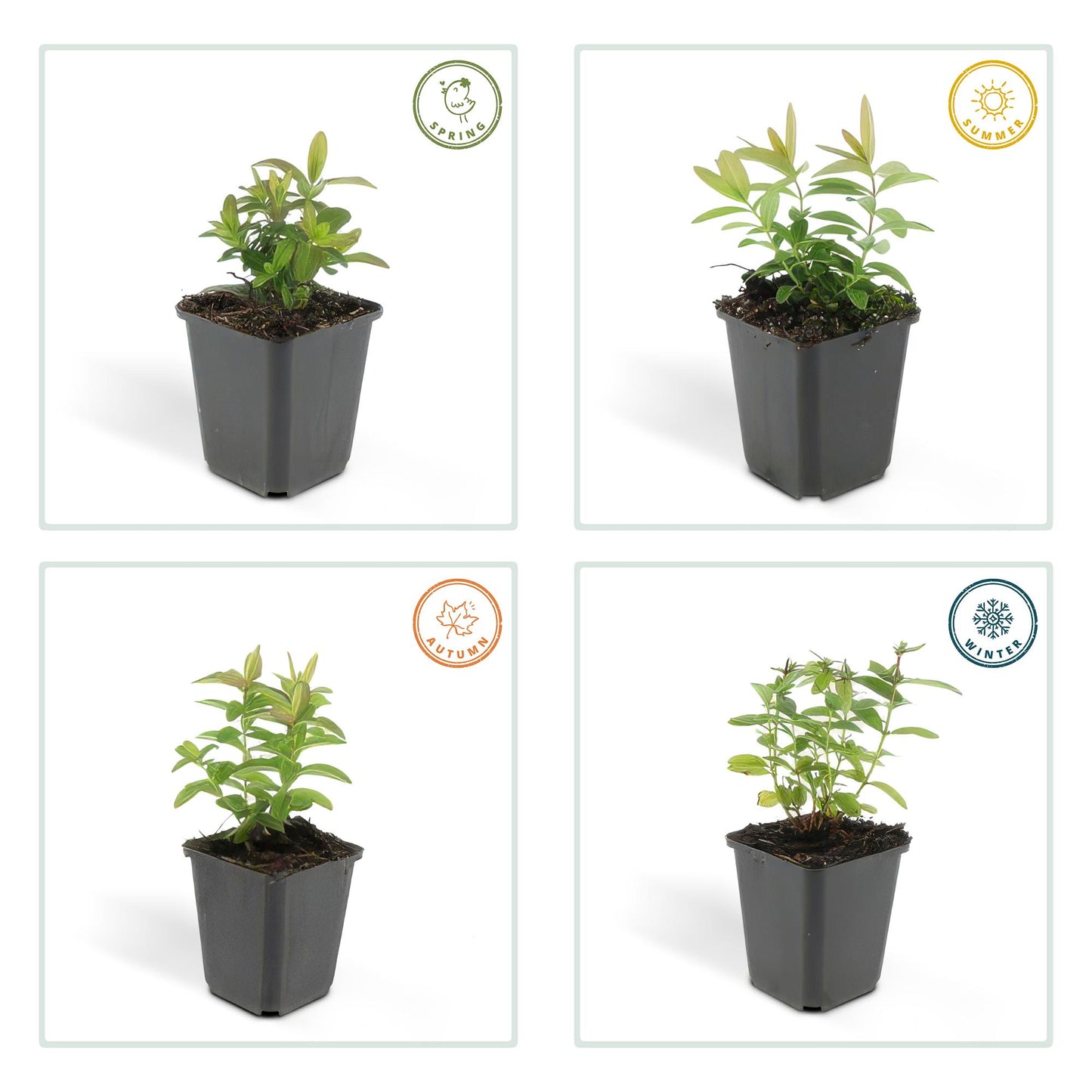 🌿 Hypericum calycinum – Winterharde Geelbloeiende Bodembedekker (24 stuks)