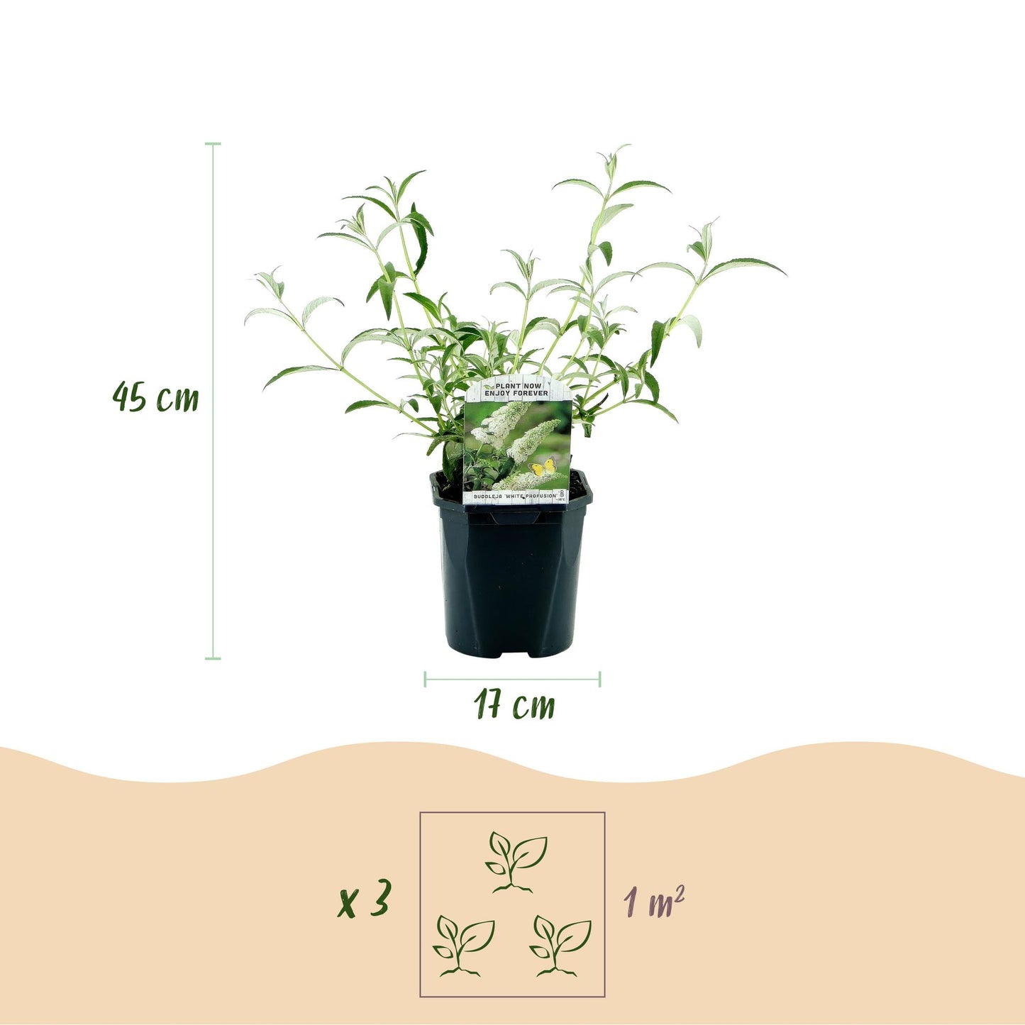 🦋 Buddleja davidii ‘White Profusion’ – Witte Vlinderstruik | (3 stuks)