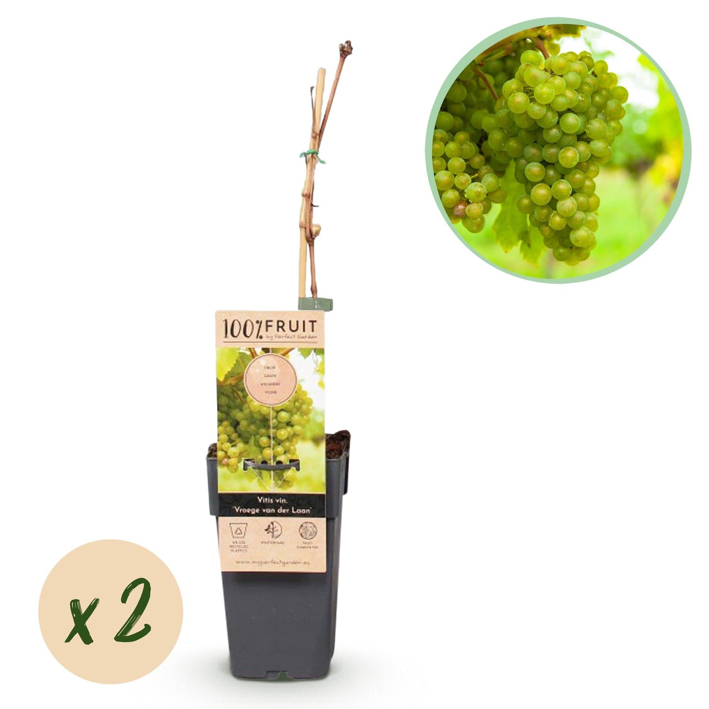 🍇 Vitis vinifera ‘Vroege van der Laan’ – Witte Druif (2 Stuks)