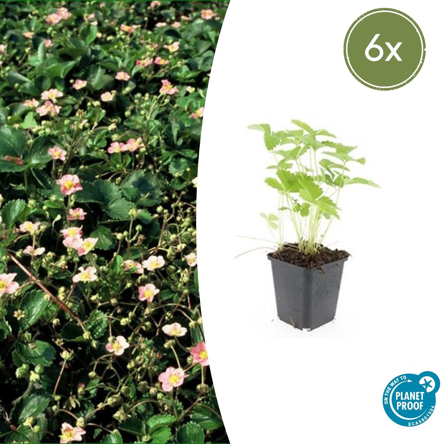 🍓 Fragaria vesca – Eetbare Aardbei – 6 Planten – Ø9 cm – ↕10–25 cm