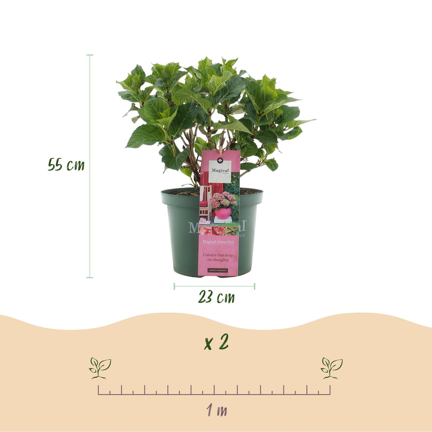 🌸 Hydrangea ‘Magical Green Fire’ – Roze Groene Hortensia | (2 stuks)