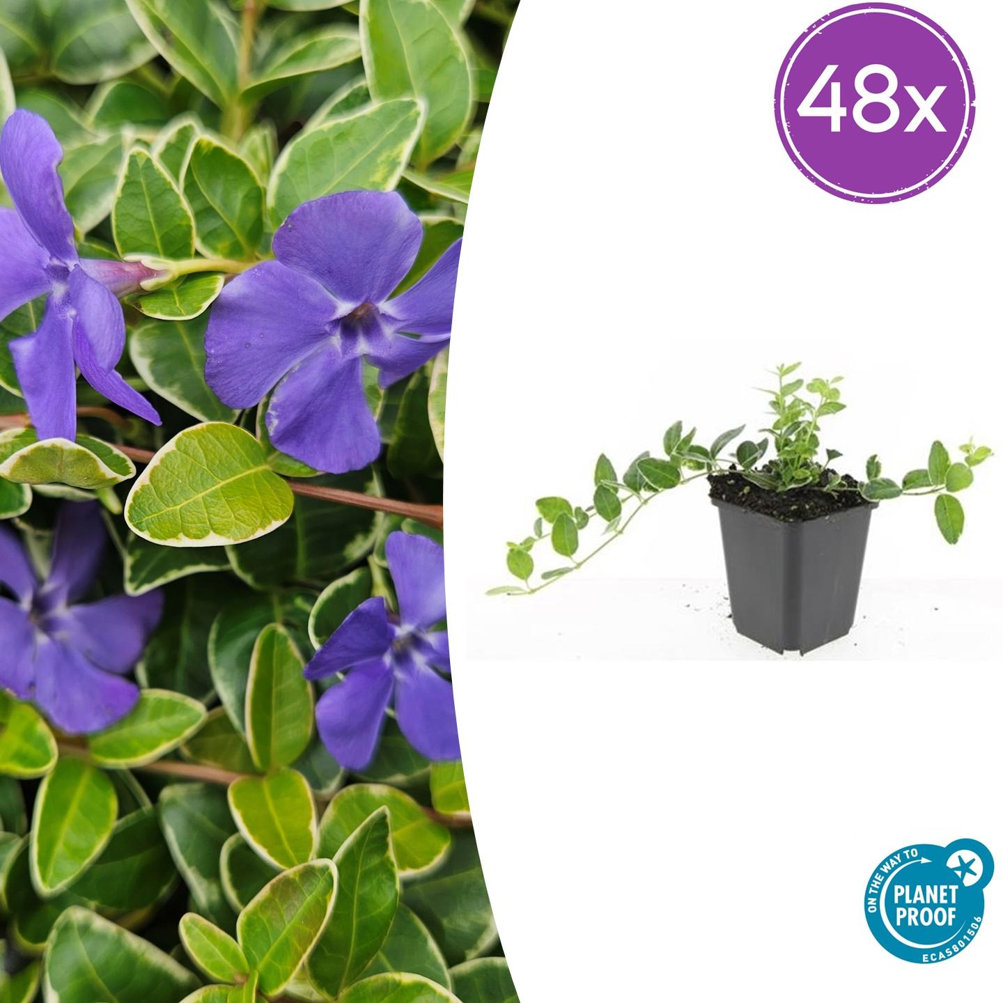 🌿 Vinca minor ‘Ralph Shugert’ – Winterharde Bonte Bodembedekker (48 stuks – ca. 4–8 m²)