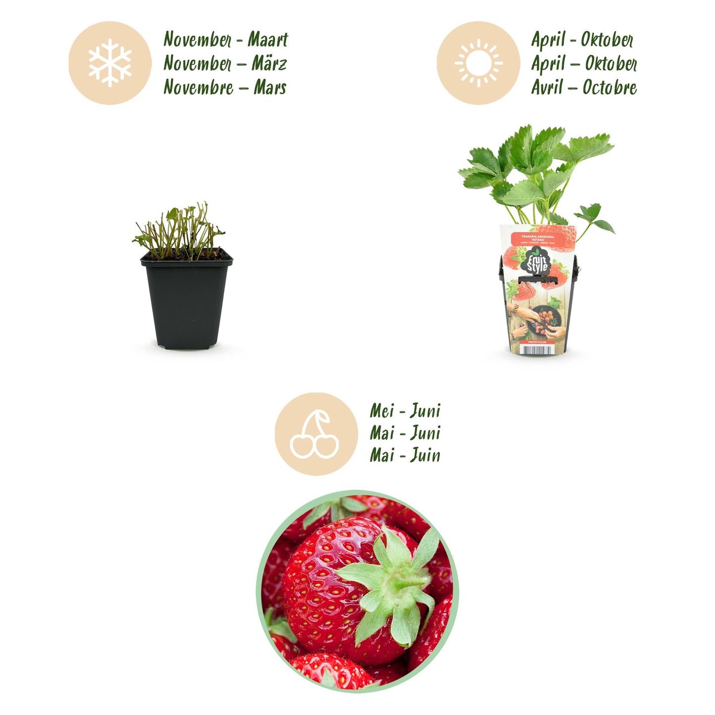 🍓 Fragaria ‘Elvira’ – Aardbeiplant | (6 stuks)