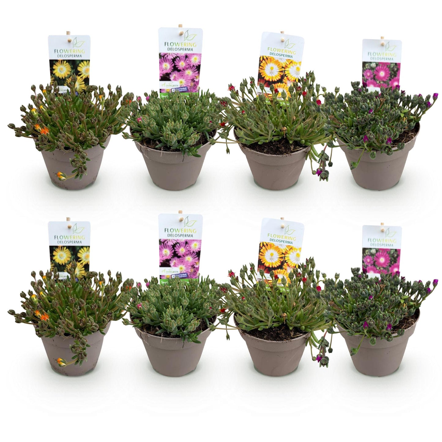 🌸 Delosperma ‘Jewel of Desert’ Mix – IJsbloem | (8 stuks)