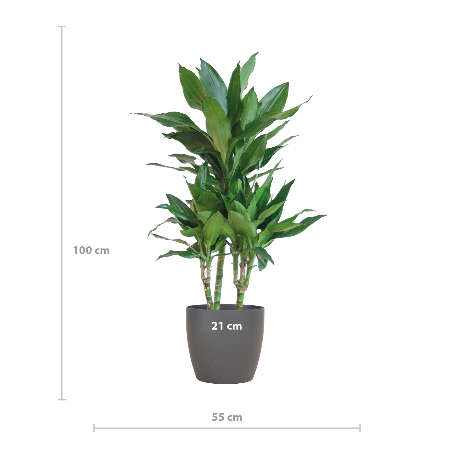 🌿 Dracaena ‘Janet Lindt’ – Groenblijver met Vibers Pot Grijs
