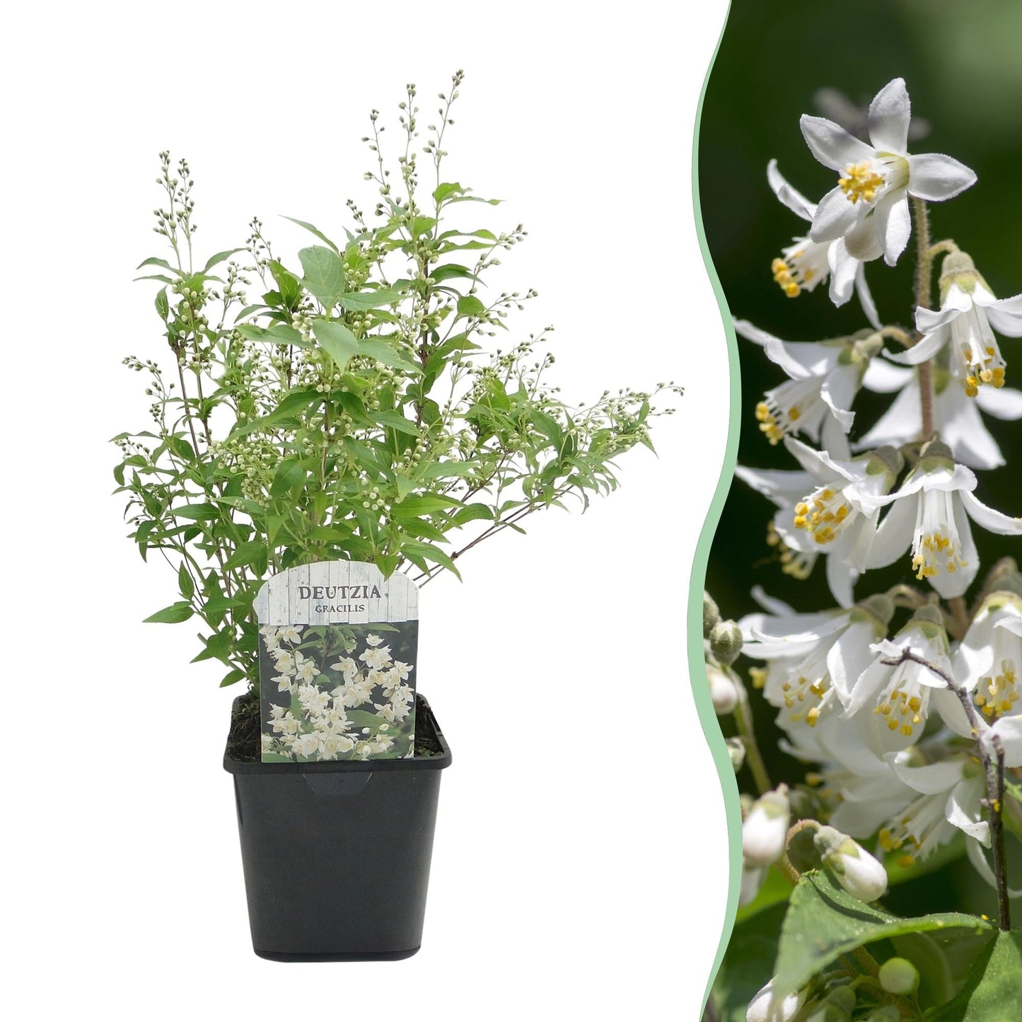 🤍 Deutzia gracilis – Bruidsbloem