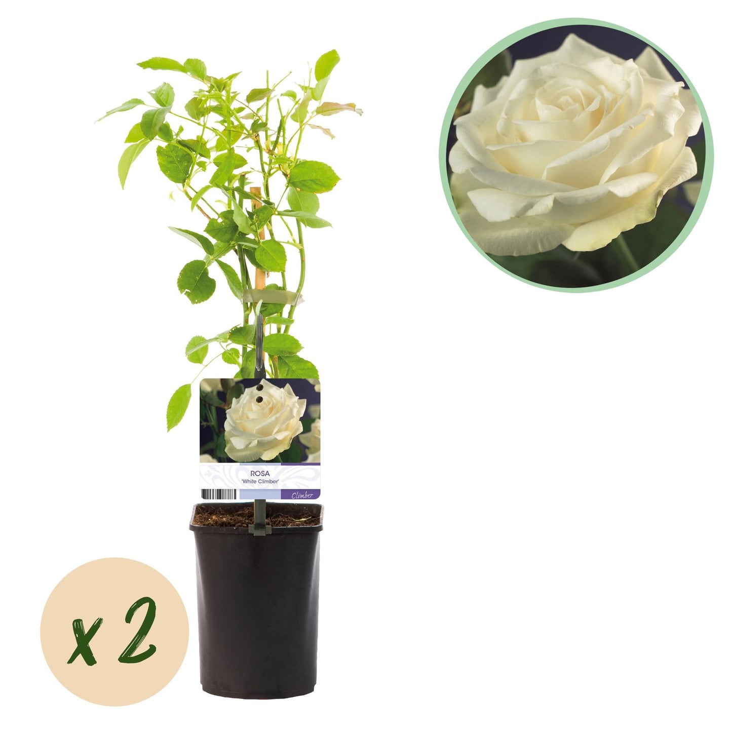 🤍 Rosa ‘White Climber’ – Klimroos (2 Stuks)